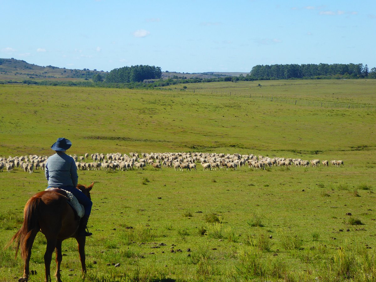 Montevideo, Punta del Este et Gauchos