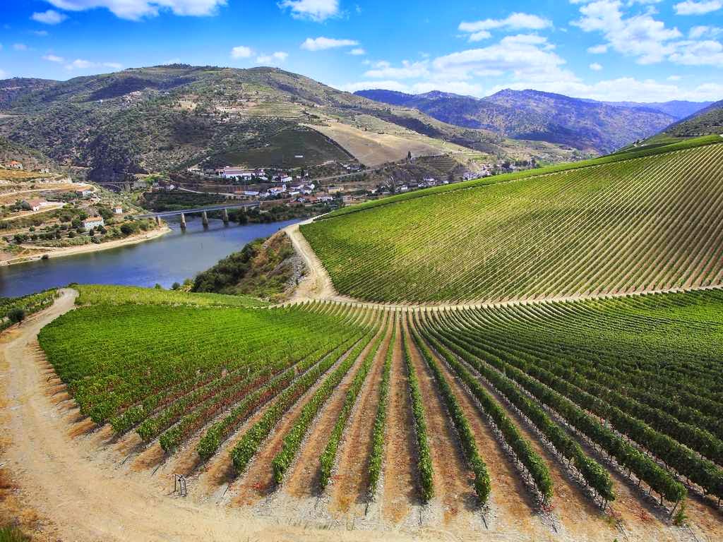 Vignoble Ribera del Duero