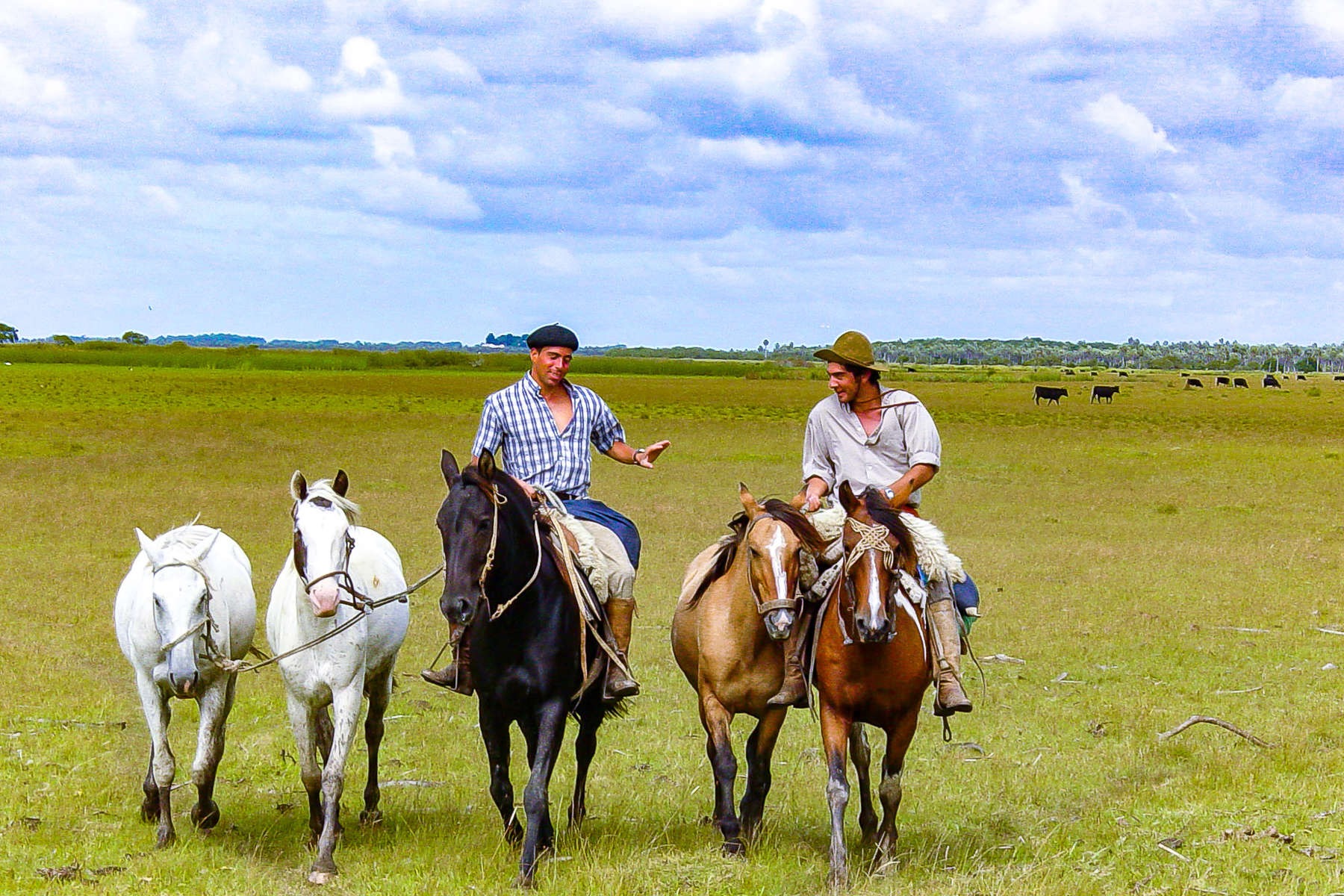 Campo et cheval
